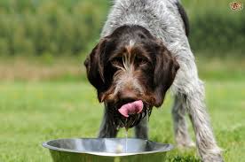 Dog Drinking Water