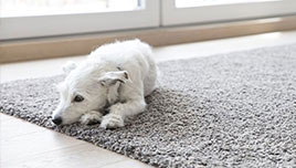 Other Rug Pests
