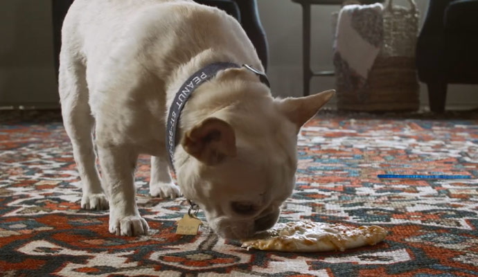 Pet odor removal video thumb