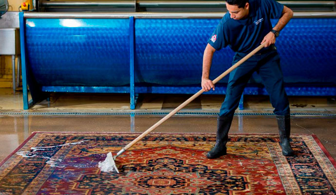 Professional cleaner cleaning rug